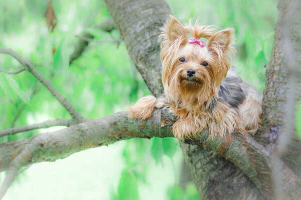 Uroczy Yorkshire terrier z kokardką na drzewie