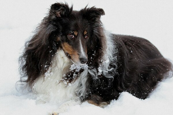 Fotosession einer schicken Dame im Schnee