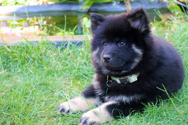 Coño cachorro en la hierba verde