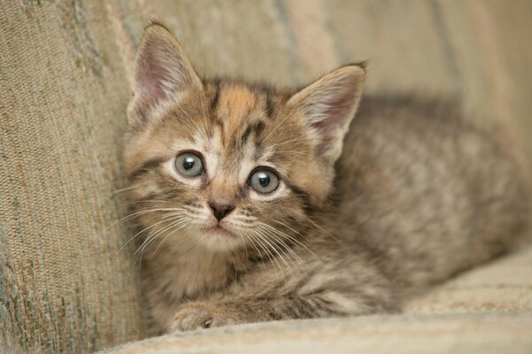 Mignon chaton sur le canapé nous regarde