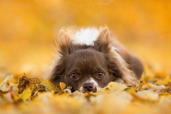 Leaves and a dog among them