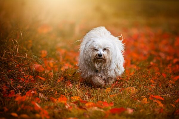 A white dog walks through yellow foliage