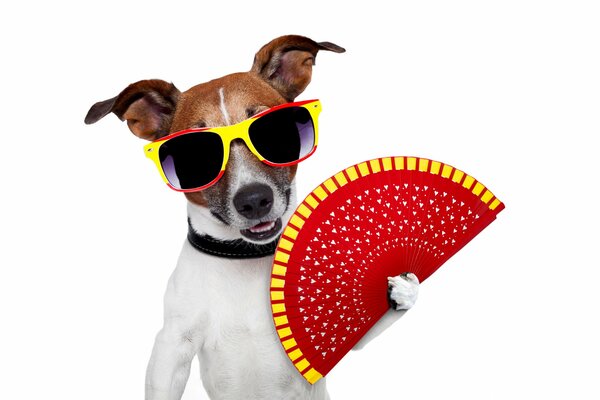 A rogue dog with glasses and a fan