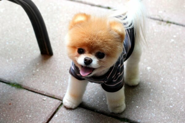 Pomeranian Pomeranian in clothes for a walk