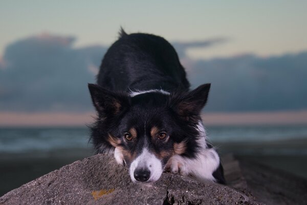 Chien ludique en regardant la caméra