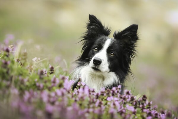 Collie con buen aspecto en flores