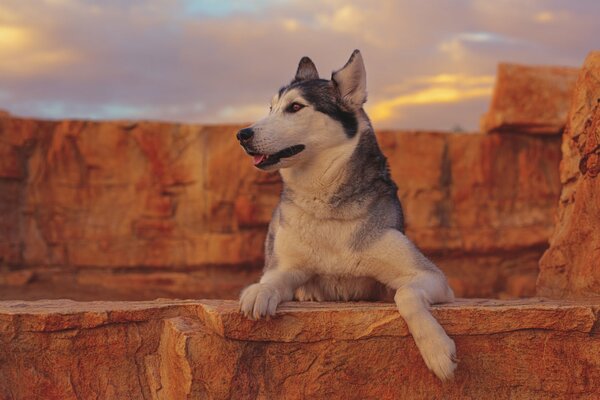 Huskies in stone ruins