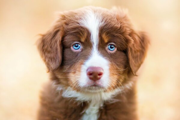 Cucciolo dagli occhi azzurri in attesa di un amico