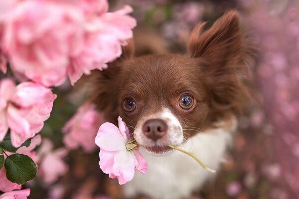 Cane carino con un fiore nei denti