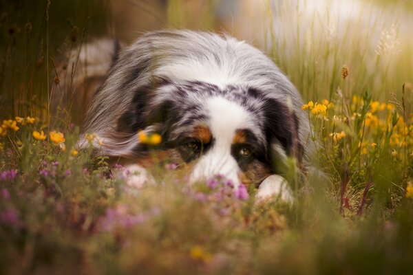 Journée d été avec un chien triste