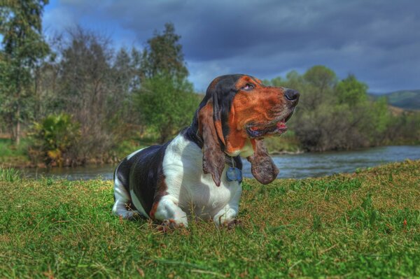 Cane nella natura. Basset Hound vicino al fiume