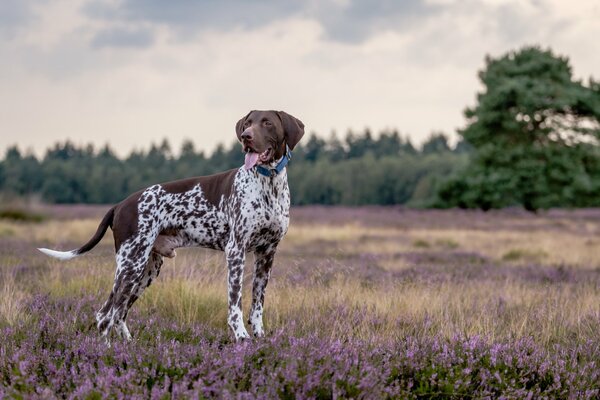 Schöner Hund im Feld mit Blumen