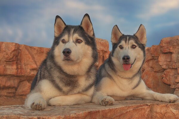 Two huskies on the background of mountains