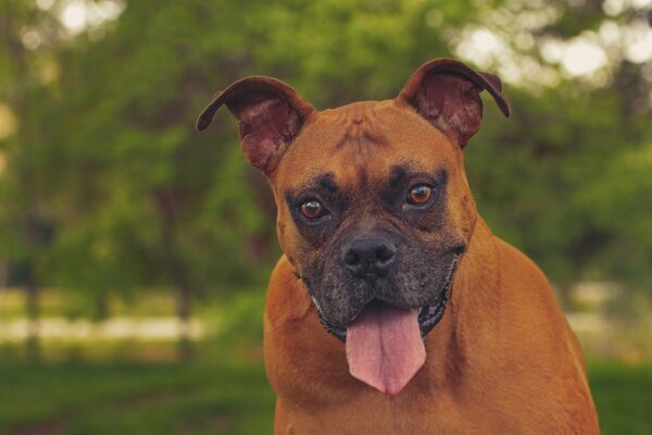 Lustiger Hund mit einem schönen Gesicht