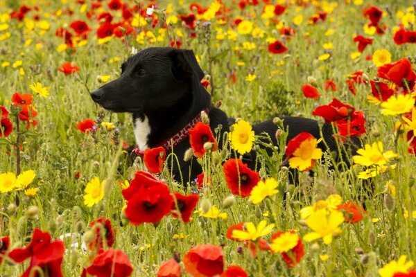 Hund auf der Mohnwiese