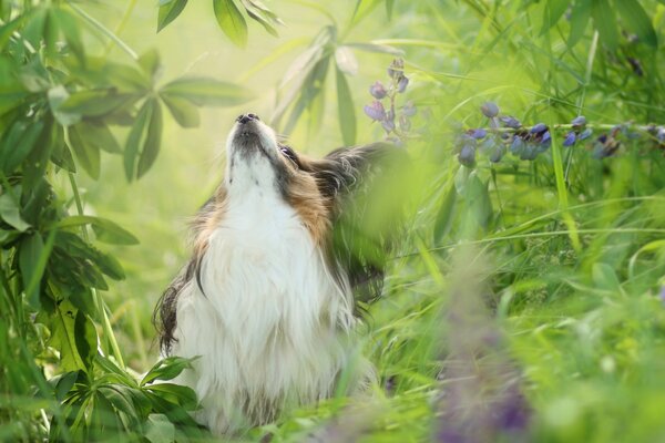 A dog walks on a hot summer day in nature