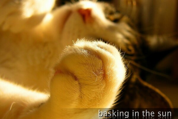 Cat s paw in the sunlight