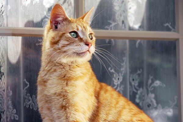 A red-haired cat is sitting near the window