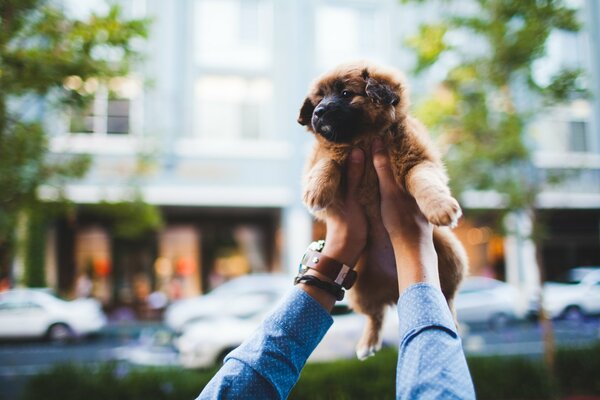 Homme tenant un chiot dans ses bras