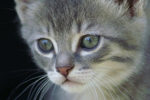 A gray kitten with a purposeful gaze