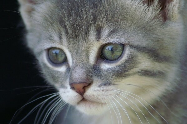 Gattino grigio con un appollaiato deciso