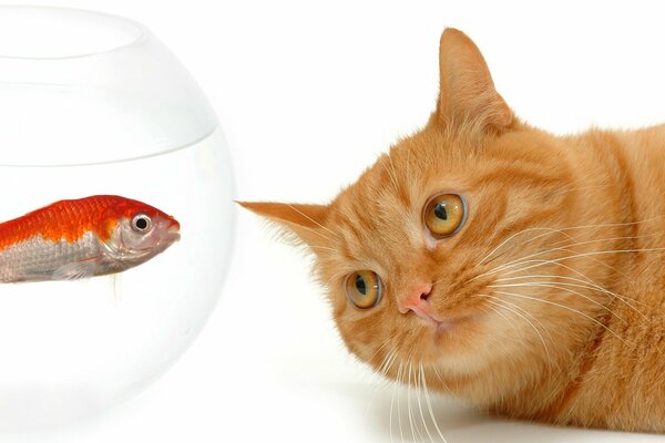 Chat roux fauche sur le poisson rouge