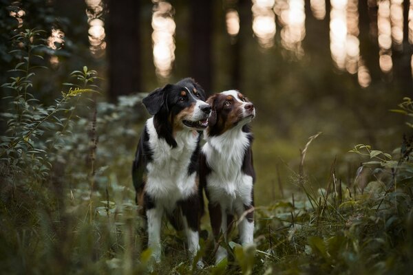 Two Australian Shepherds in the woods