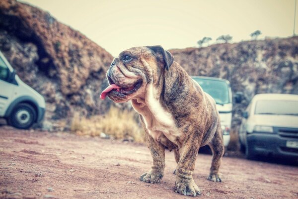 Pug camina entre los coches