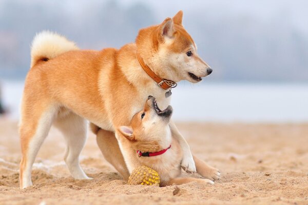 Chiot Shiba Inu joue avec sa mère