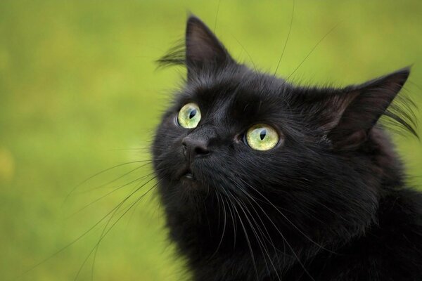 Schwarze Katze schaut nach oben