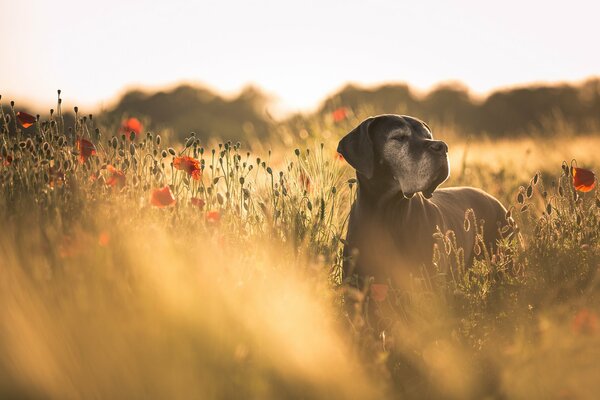 Perro negro en un campo de amapola