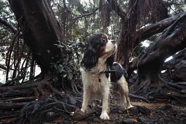 Perro perdido entre los árboles negros