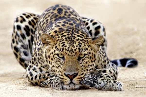 Ein Leopard, der auf der Erde fliegt, greift an