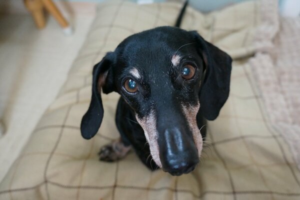 Le chien regarde droit dans les yeux