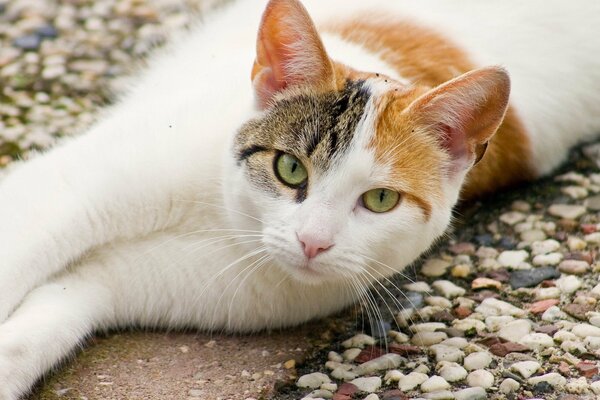 Eine dreifarbige Katze liegt auf Steinen