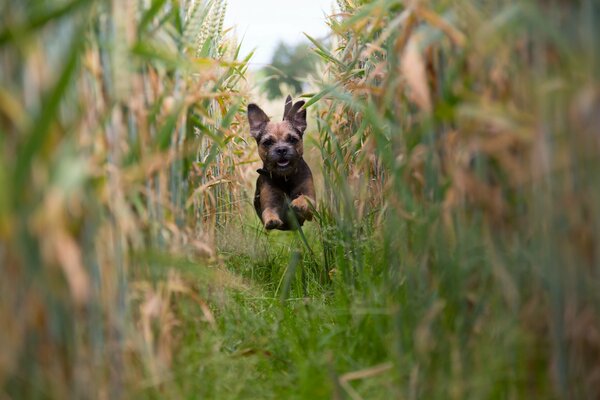 Biegnący szczeniak Border Terrier po polu kukurydzy