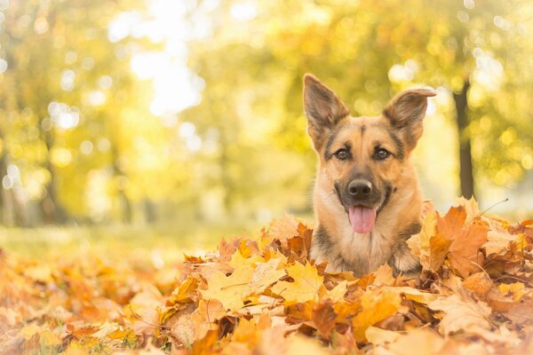 Die Schnauze eines Hundes, der in den Herbstblättern vergraben ist