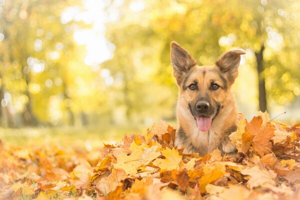 The muzzle of a dog buried in autumn leaves