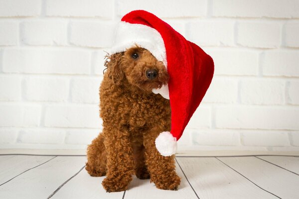 Saludos de año nuevo de un caniche con capucha roja