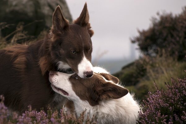 Fond d écran chiens nature amour