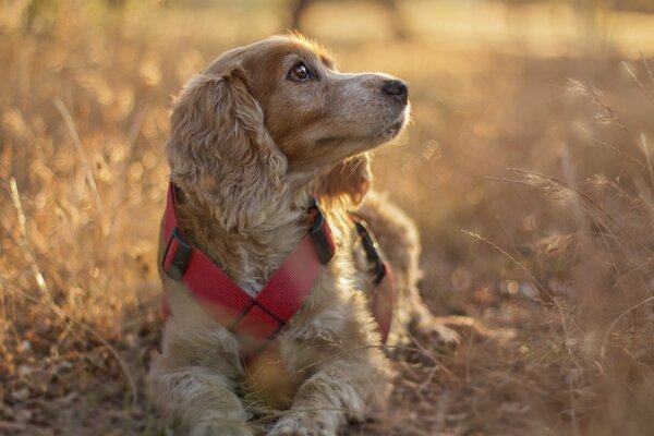 El mejor amigo del hombre perro