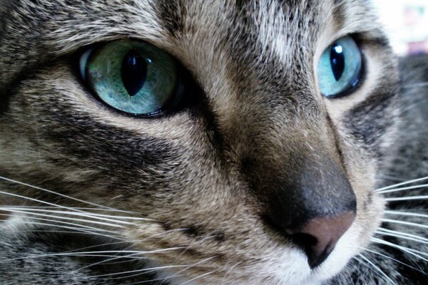 The muzzle of a cat with green eyes