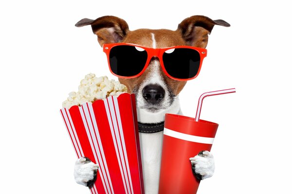 Jack Russell dog with red glasses and popcorn