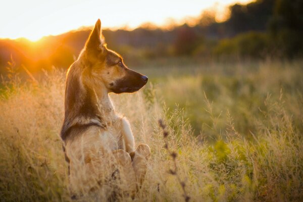 Foto de un perro en un campo con un fondo de puesta de sol