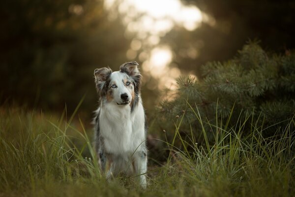 Australian Shepherd dog on the grass wallpaper