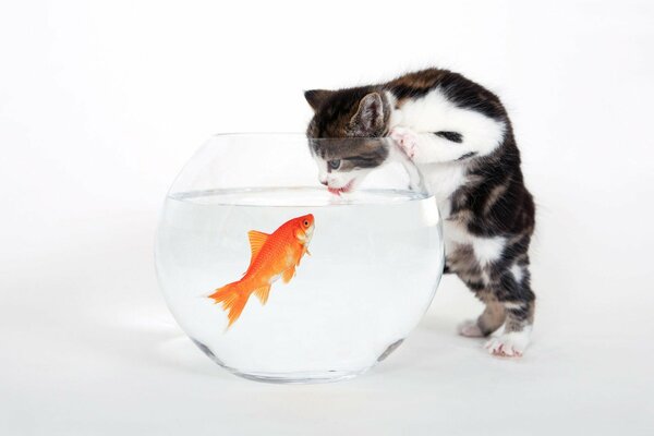 A kitten drinks water from an aquarium with a fish