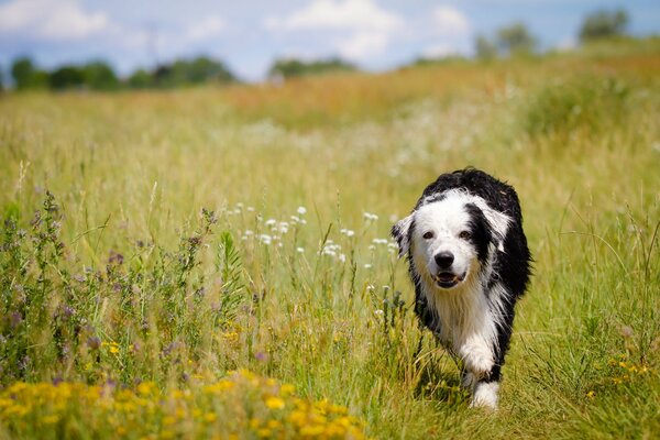 Ein schwarz-weißer Hund läuft über eine blühende Wiese