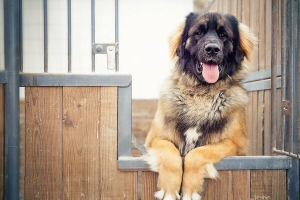 The dog looks out from behind the gate