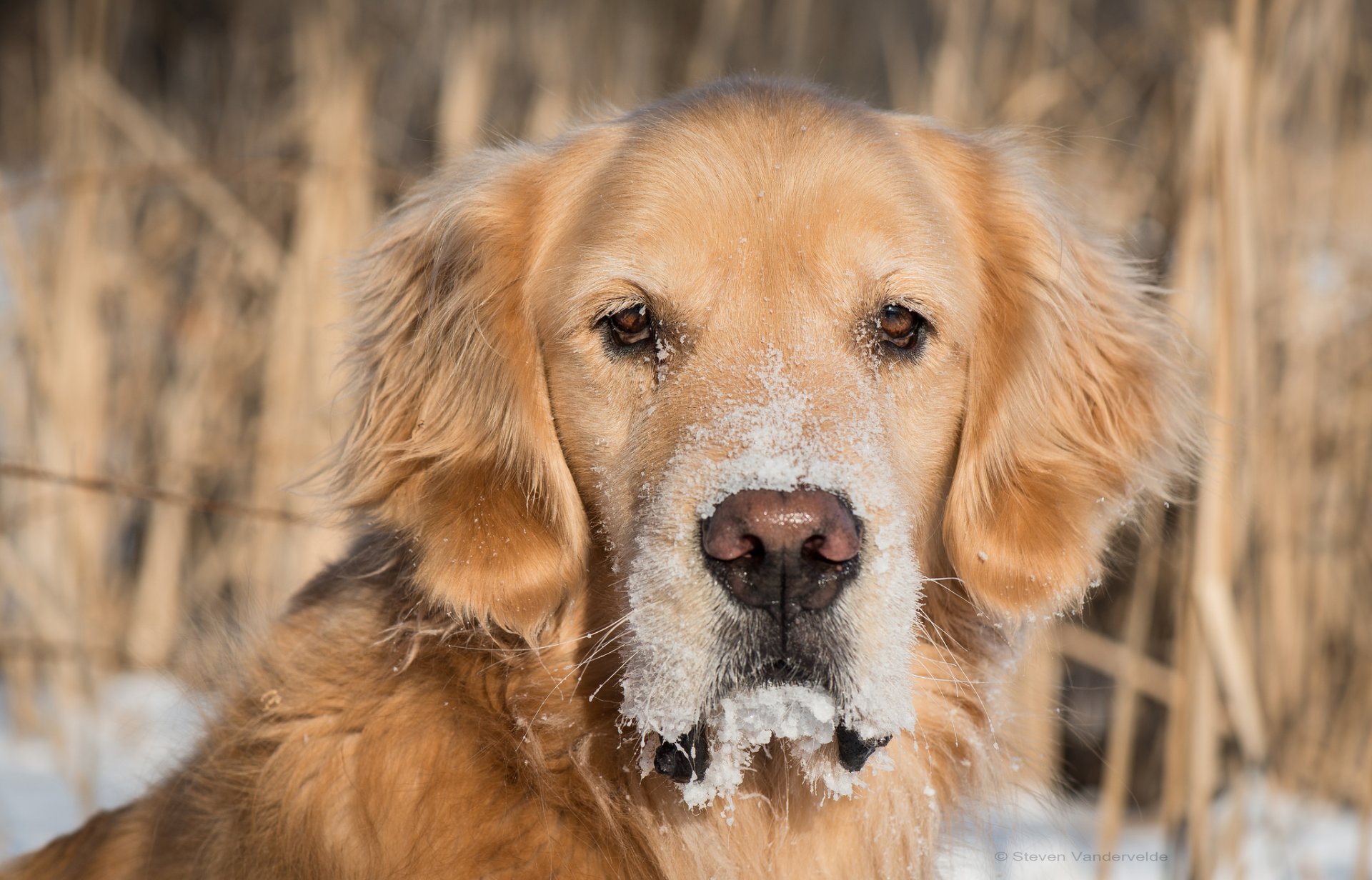 golden retriever golden retriever chien museau vue neige