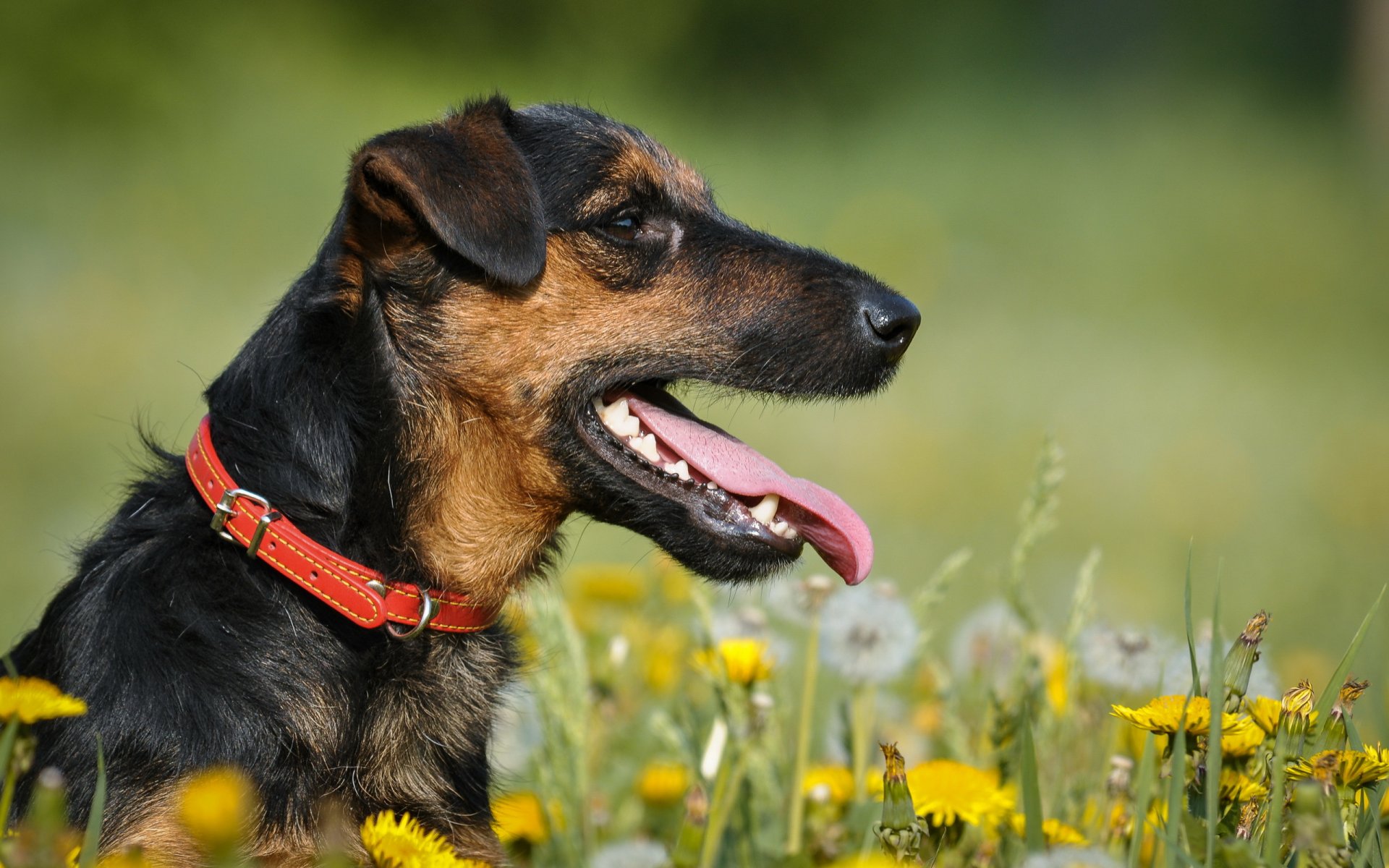 jagd terrier perro verano